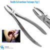 Tooth Extraction Forceps Fig 1 for upper anterior teeth dental instrument stainless steel
